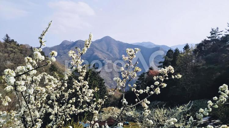 桜と山の稜線 桜,サクラ,稜線の写真素材