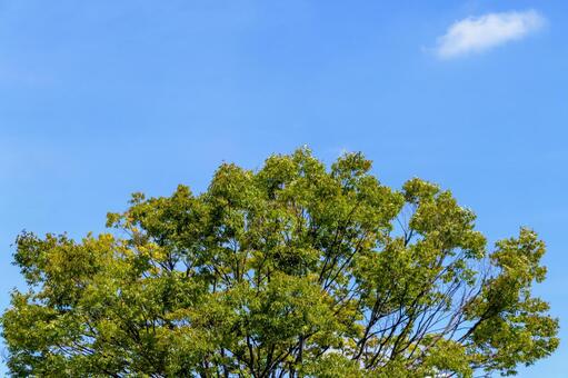 青空に向かって伸びる新緑の木 木,新緑,青空の写真素材