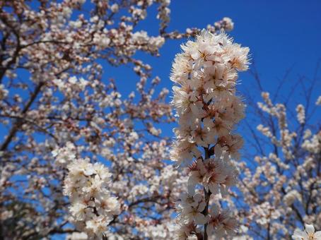 桜 桜の写真