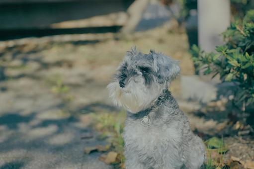 ミニチュアシュナウザーの写真