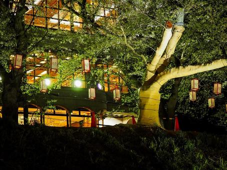 夜桜と灯りが照らす建物 夜桜と灯りが照らす建物 夜桜,提灯,建物の写真素材