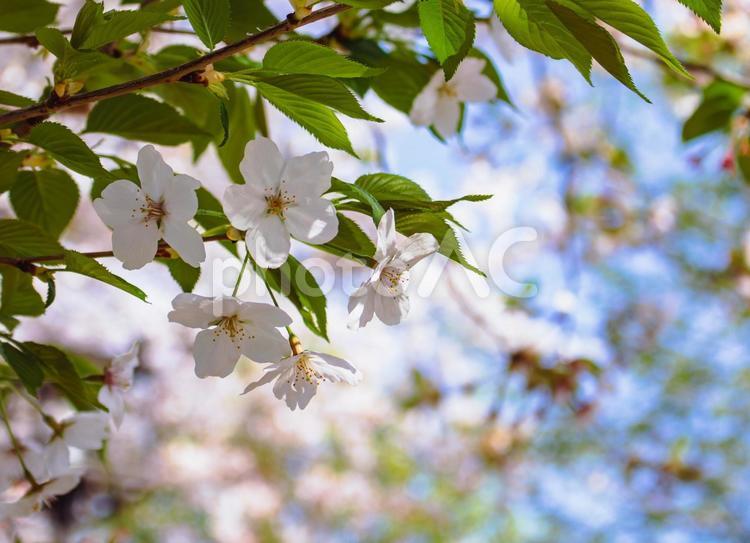 ソメイヨシノと青い空8 ソメイヨシノ,桜,サクラの写真素材