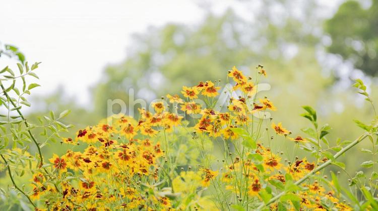 ひまわりに似た黄色いたくさんの花 花,植物,黄色の写真素材