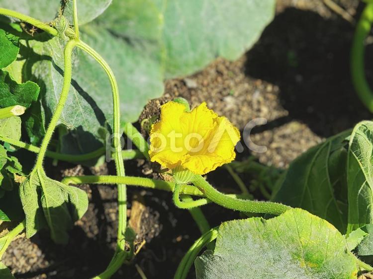 家庭菜園　南瓜の花 かぼちゃ,自家栽培,野菜の写真素材