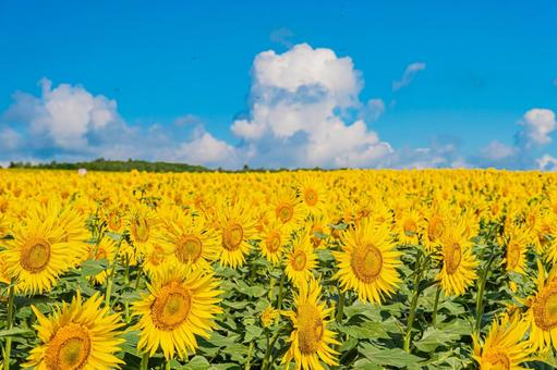 北海道 北竜町ひまわりの里 北海道 北竜町ひまわりの里 北海道,日本,北竜の写真素材