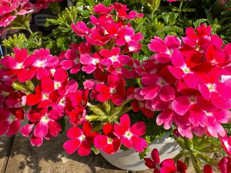 赤いバーベナ 赤いバーベナ 花,アップ,赤の写真素材