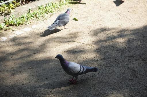 はと はと,鳩,鳥の写真素材
