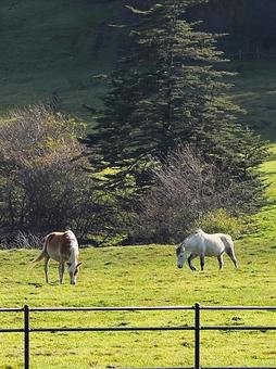 牧場　馬の写真