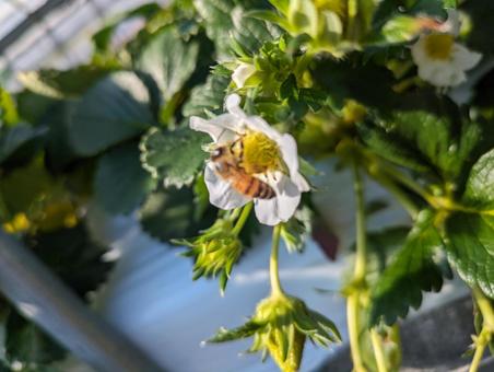 いちごの花 苺,いちご,花の写真素材