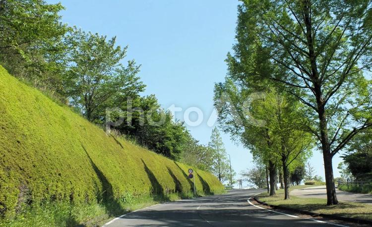爽やかな新緑の路 街路樹,木,新緑の写真素材