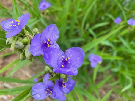 露をまとったムラサキツユクサの紫の花2 露をまとったムラサキツユクサの紫の花2の写真
