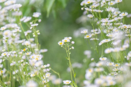 白い花 白い花の写真
