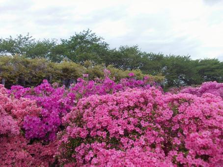 Azalea 2, JPG Azalea 2, JPG