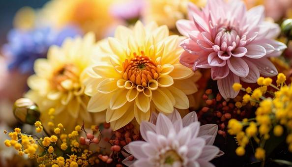 9月誕生花 ダリア キンモクセイ 9月誕生花 ダリア キンモクセイの写真