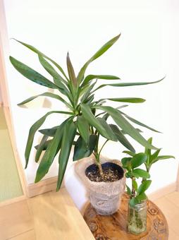 観葉植物 ドラセナグローカル 4号鉢 観葉植物 ドラセナグローカル 4号鉢の写真