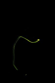 firefly, JPG