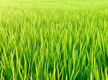 初夏の稲 初夏の稲の写真