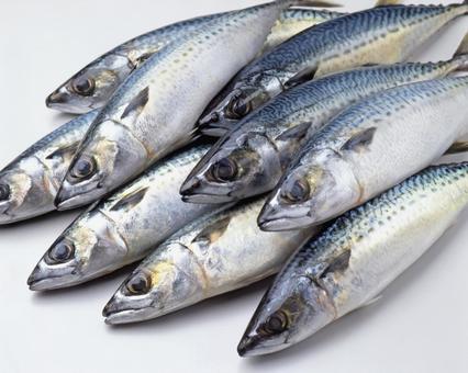 たくさんのサバ たくさんのサバ サバ,鯖,魚の写真素材