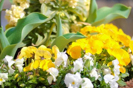 パンジー 花,パンジー,開花の写真素材