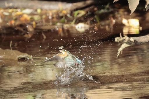 カワセミダイブ カワセミダイブ カワセミ,木漏れ日,野鳥の写真素材
