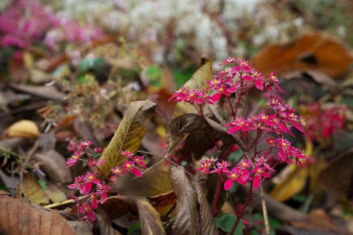 秋の草花 花,秋,落ち葉の写真素材