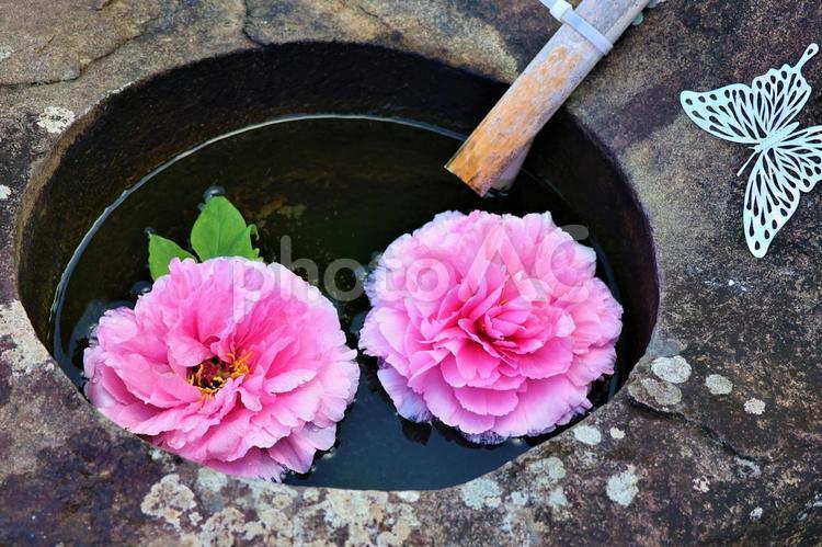 ４月中旬の三豊市薬王寺の牡丹の花手水 背景,牡丹,ぼたんの写真素材