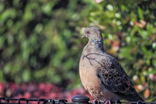 キジバトの写真