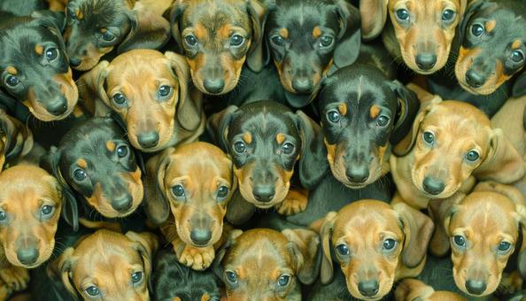 犬の大群 犬の大群の写真