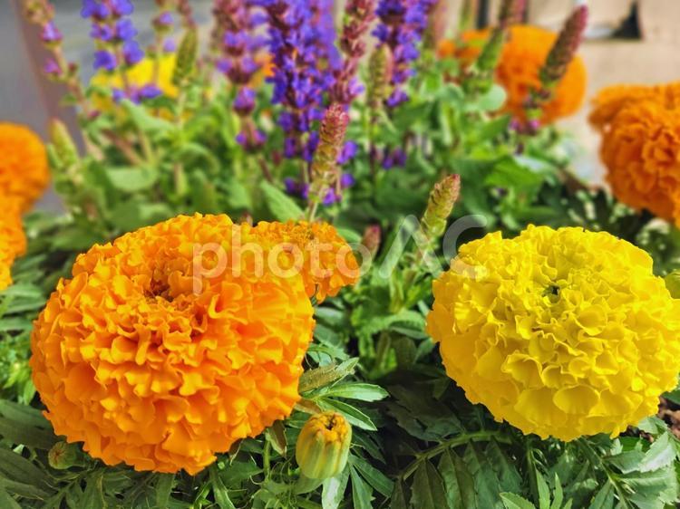 オレンジと黄色のセンジュギク センジュギク,オレンジ,花の写真素材