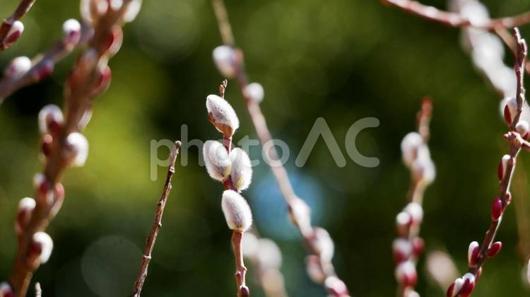 ほっこりふんわりネコヤナギ ネコヤナギ,花穂,白の写真素材