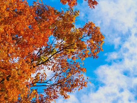 紅葉 青空  紅葉,青空,樹木の写真素材