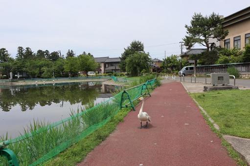 Swans, JPG Swans, JPG