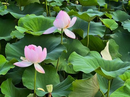 蓮の花 蓮の花 蓮,花,8月の写真素材