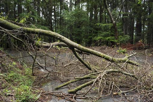 道を塞いでいる倒木 道,倒木,災害の写真素材