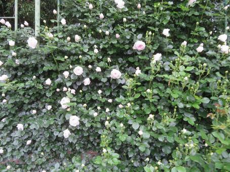 栃木県真岡市の井頭公園の薔薇園(バラ園) 栃木県真岡市の井頭公園の薔薇園(バラ園) バラ園,薔薇園,公園の写真素材