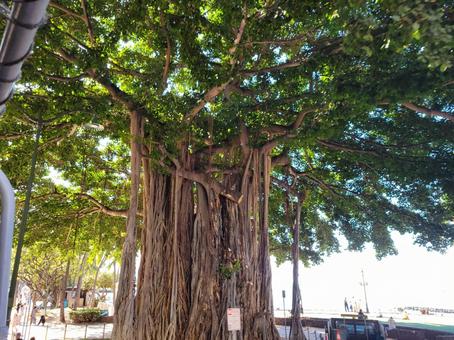 hawaii_04 ハワイ,hawaii,アメリカの写真素材