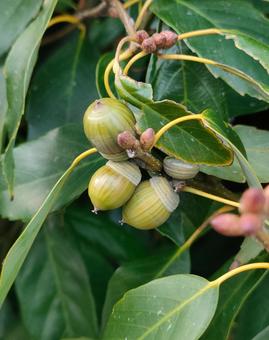 アラカシの写真