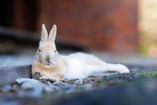 大久野島の兎 うさぎ,大久野島,野生動物の写真素材
