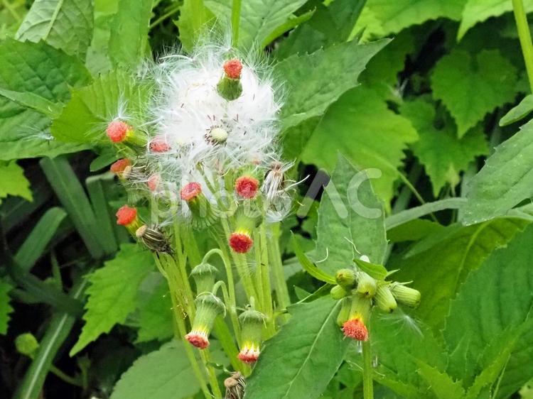 真綿に護られたようなベニバナボロギク 祝物,花,葉の写真素材