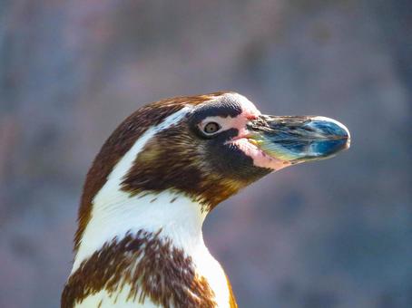 フンボルトペンギンの横顔のアップ フンボルトペンギンの横顔のアップ フンボルトペンギン,鳥類,動物の写真素材