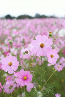 コスモス畑 コスモス,秋,可憐の写真素材