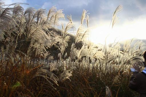 すすき すすき,草原,秋の写真素材