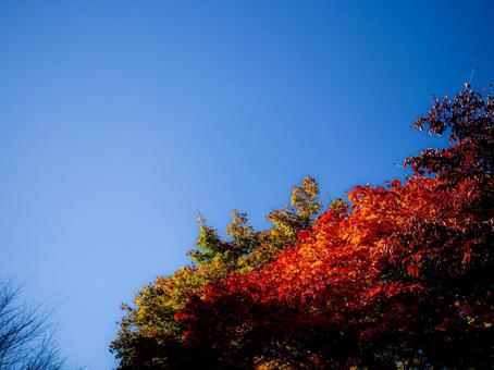 秋晴れと紅葉したもみじ もみじ,紅葉,秋の写真素材