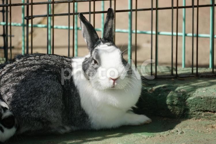 ウサギ小屋で飼育しているウサギ ウサギ,ウサギ小屋,飼育の写真素材
