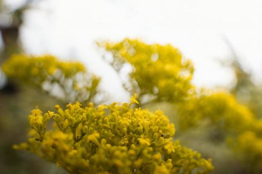 白い光に包まれた可憐なオミナエシの花 白い光に包まれた可憐なオミナエシの花の写真