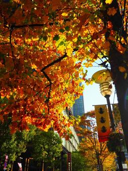 黄色く色づいた街路樹と新丸ビル 丸の内,丸の内仲通り,街路樹の写真素材