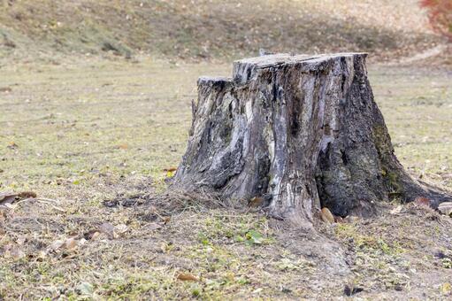 朽ちた切り株と野原・自然の風景 切り株,木の根,株の写真素材