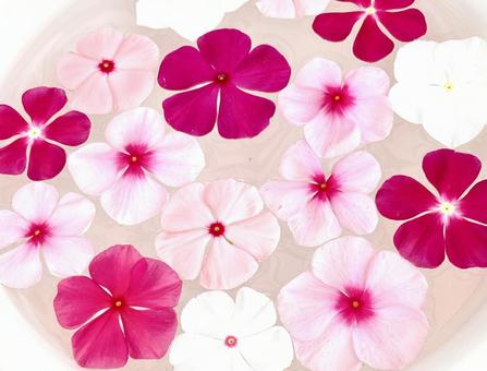 日々草のかわいい花手水 日々草のかわいい花手水 花手水,水,ピンクの花の写真素材