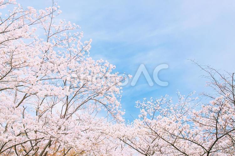 咲き誇る染井吉野｜青空背景 桜,桜並木,ソメイヨシノの写真素材