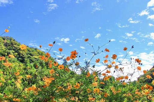 オレンジの秋桜の花と秋空 オレンジの秋桜の花と秋空 秋桜,花,オレンジの写真素材